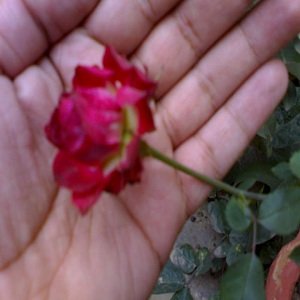hand rose favicon