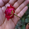 hand rose logo